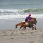 いちき串木野市の浜競馬、照島海岸を駆け抜ける馬たちに歓声を送る。