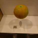鹿児島県阿久根市立郷土資料館には阿久根砲があった。