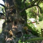 鹿児島健姶良市の蒲生八幡神社の大楠は日本一の大きさ、御朱印も頂いた。