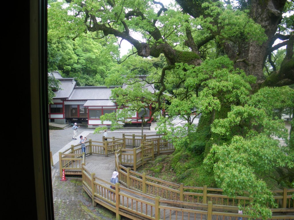 蒲生八幡神社の大楠です。