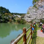 観音ヶ池 市民の森は鹿児島で人気ナンバーワンの桜の名所です。