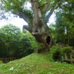 塚崎の大楠は古墳の上に生えた神秘度ナンバーワンの木。