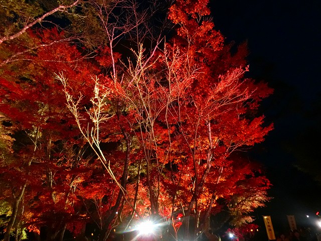 曽木の滝公園の紅葉祭りを見てきました。