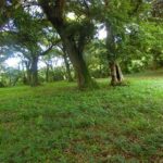 鹿児島県吹上町にある戦国島津氏の居城であり、島津四兄弟が生まれた山城の亀丸城跡(伊作城)を訪ねる。