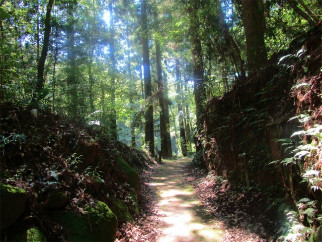 森林セラピーロードは気持ちが良い遊歩道