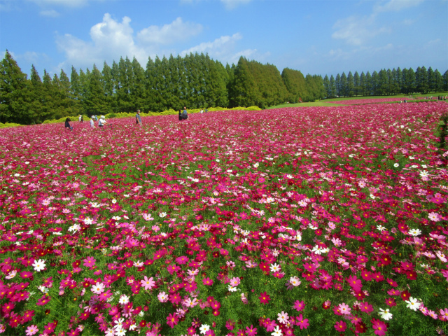 生駒高原のコスモス畑は100万本のコスモス