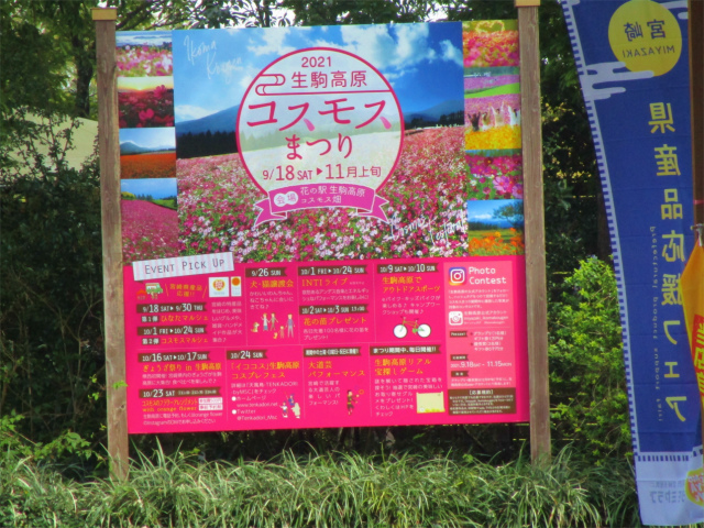 生駒高原ではコスモスまつりを開催します。
