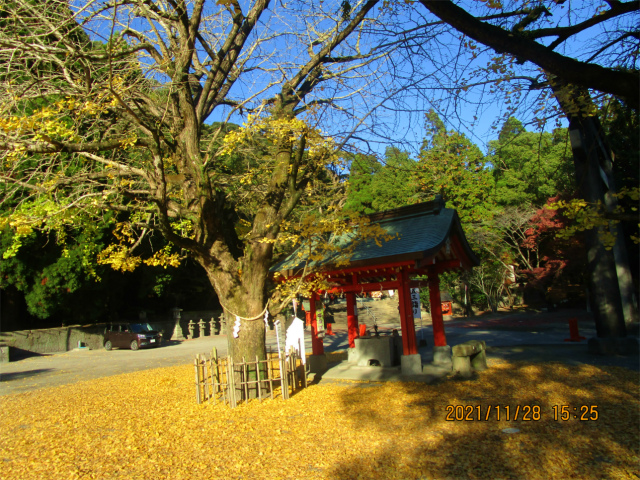豊玉姫神社のイチョウのじゅうたんです。