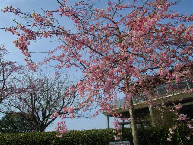 ピンク色のしだれ桜もきれいでした