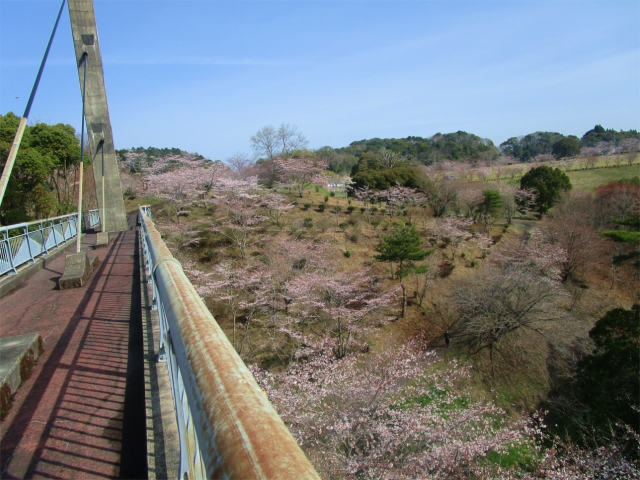 丸岡公園の桜の海を渡ります