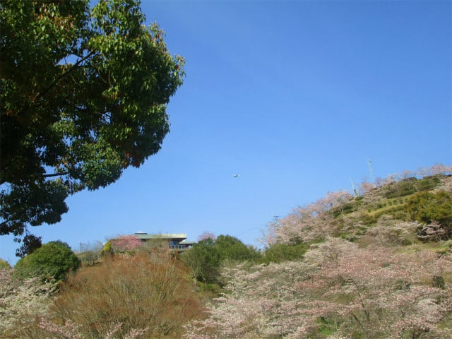 丸岡公園の桜を楽しんできました