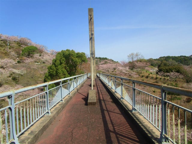 丸岡公園の桜を上から見られる橋はお勧めです