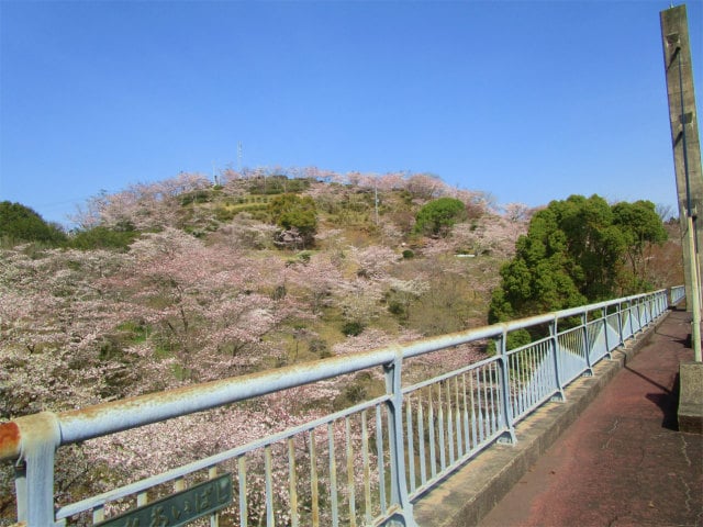 桜を眺める丸岡公園のビューポイントの橋です