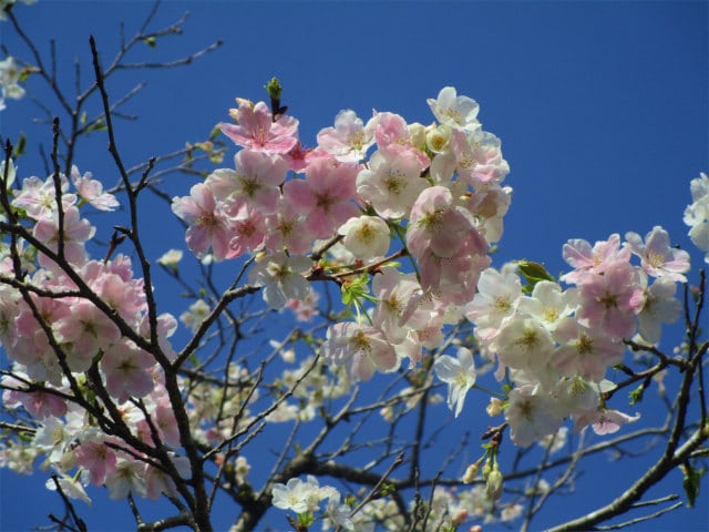 白と桜が混じった珍しい桜を見つけました