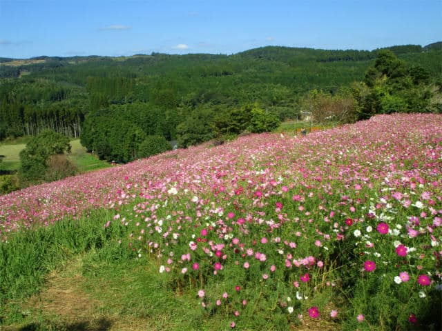 周囲の山々の緑とコスモスのピンクが相まってきれいです。